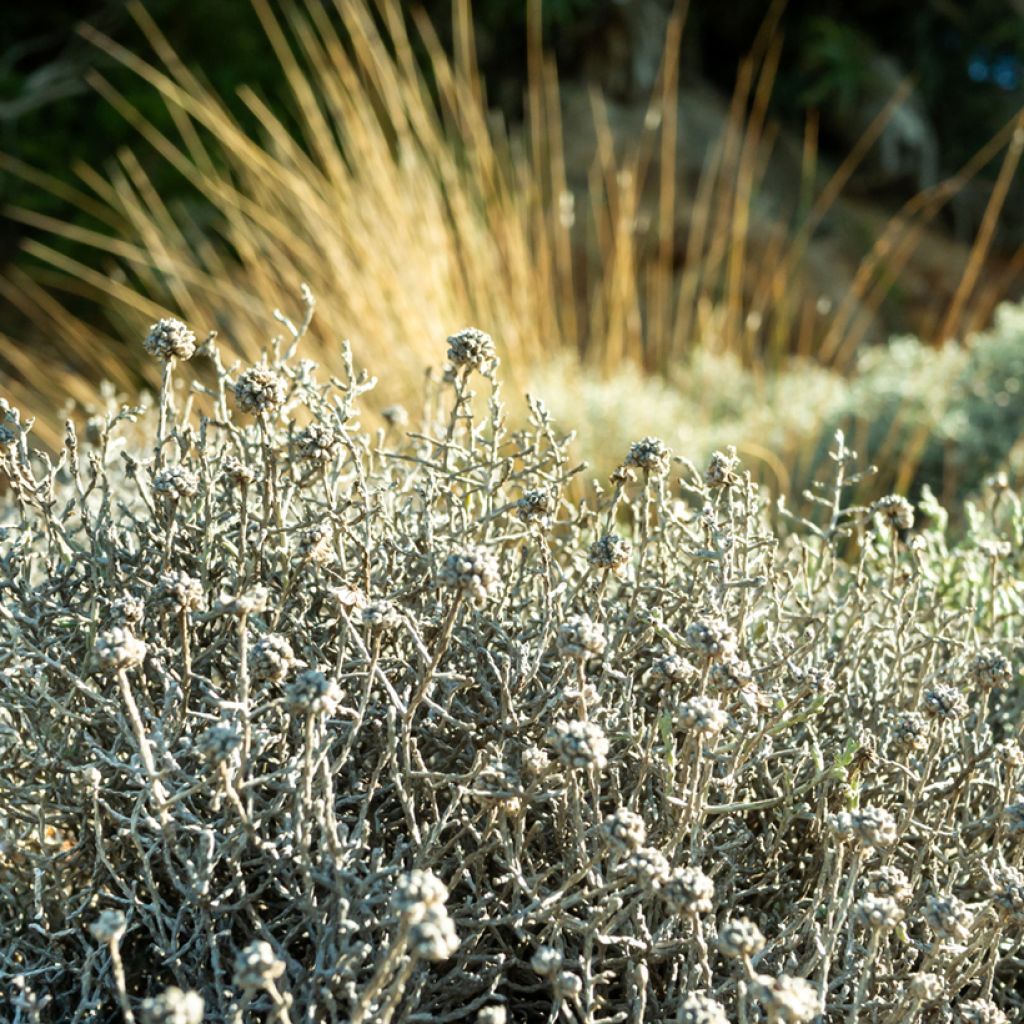 Leucophyta brownii - Cushion Bush