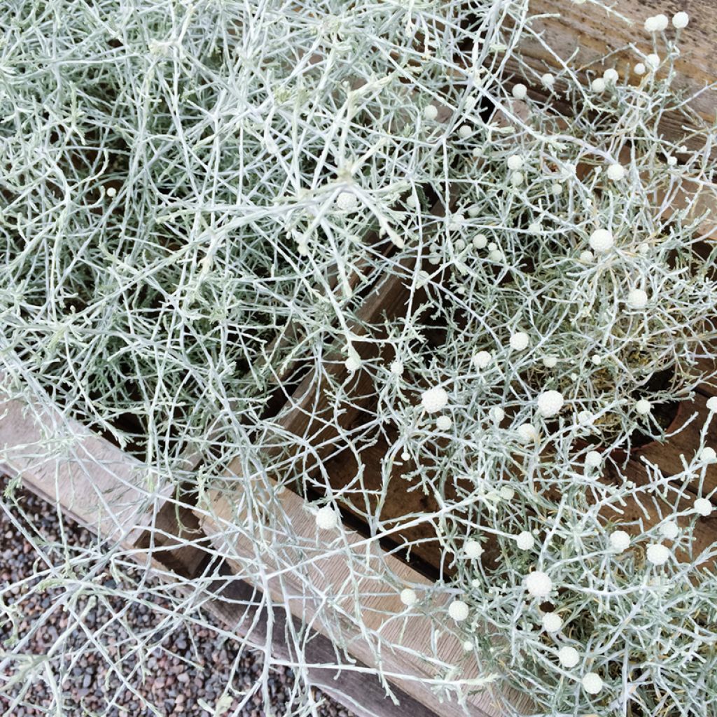 Leucophyta brownii - Cushion Bush