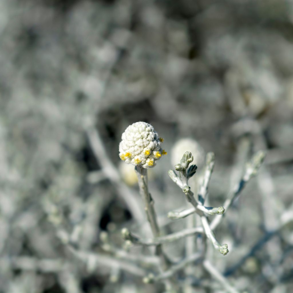 Leucophyta brownii - Cushion Bush