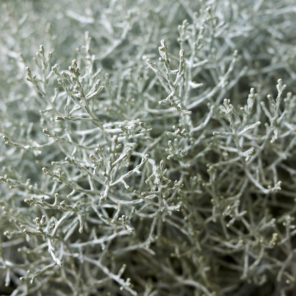 Leucophyta brownii - Cushion Bush