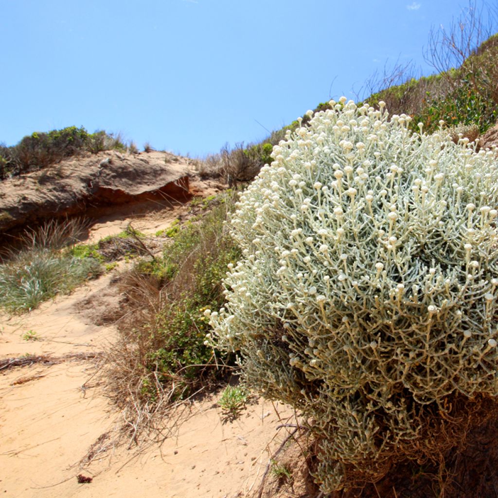 Leucophyta brownii - Cushion Bush