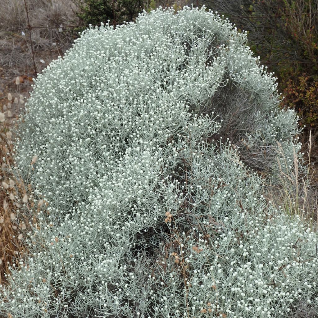 Leucophyta brownii - Cushion Bush