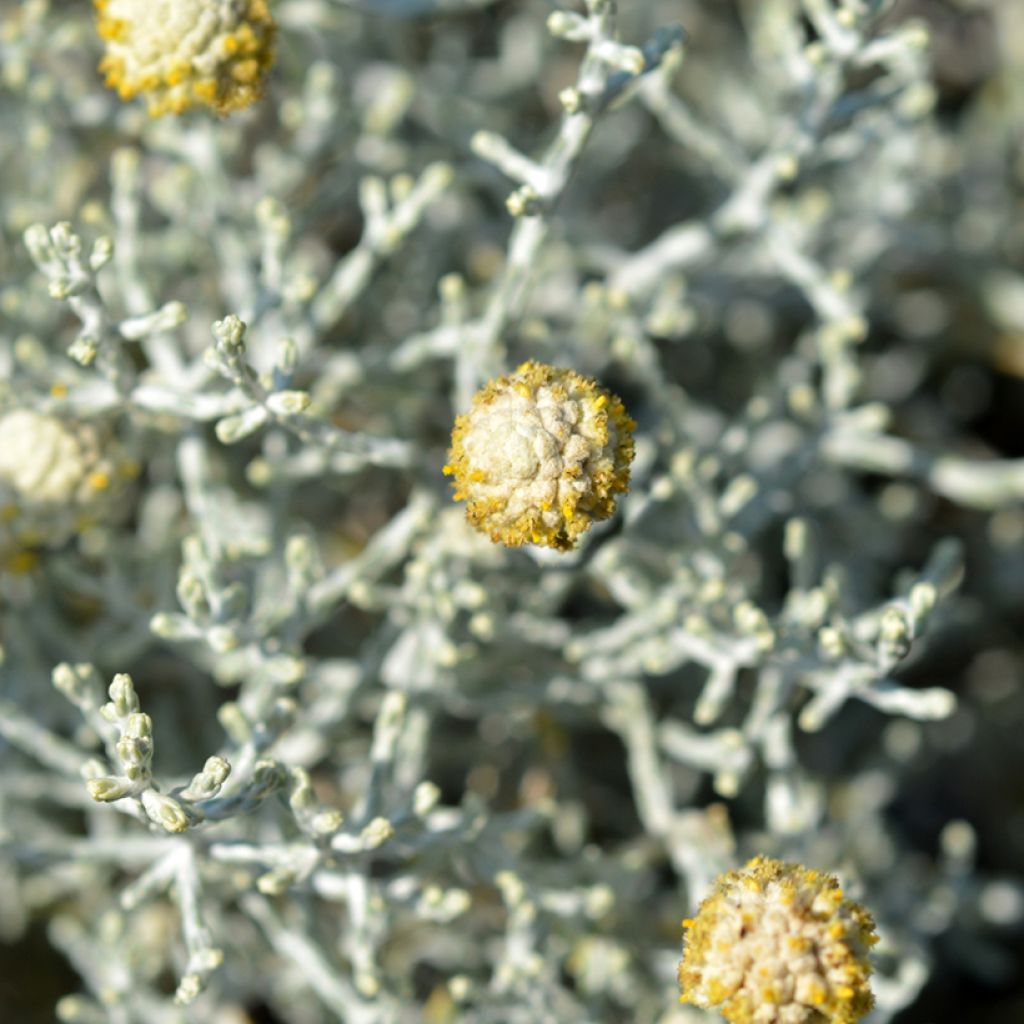 Leucophyta brownii - Cushion Bush