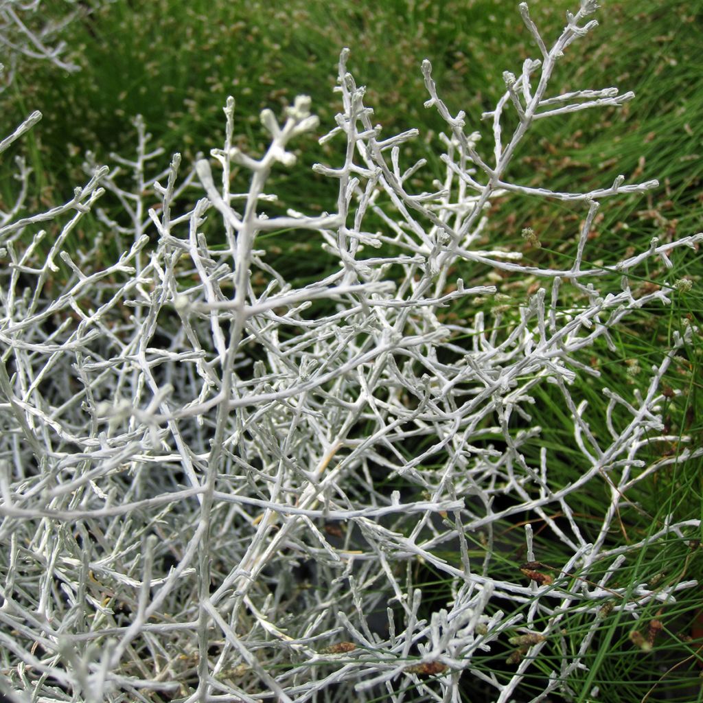 Leucophyta brownii - Cushion Bush