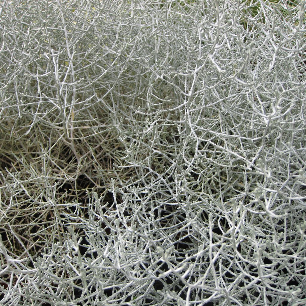 Leucophyta brownii - Cushion Bush