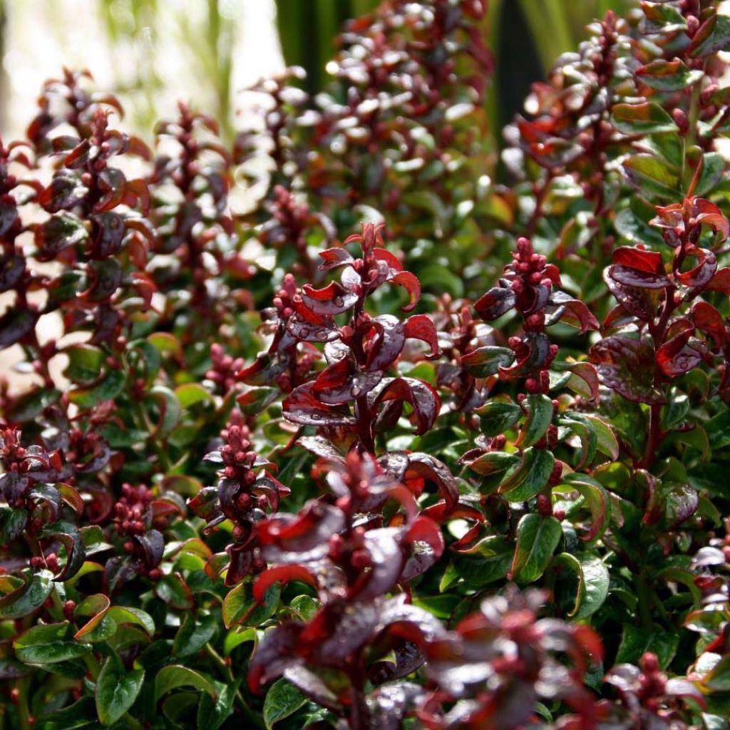 Leucothoe axillaris Twisting Red - Dog hobble