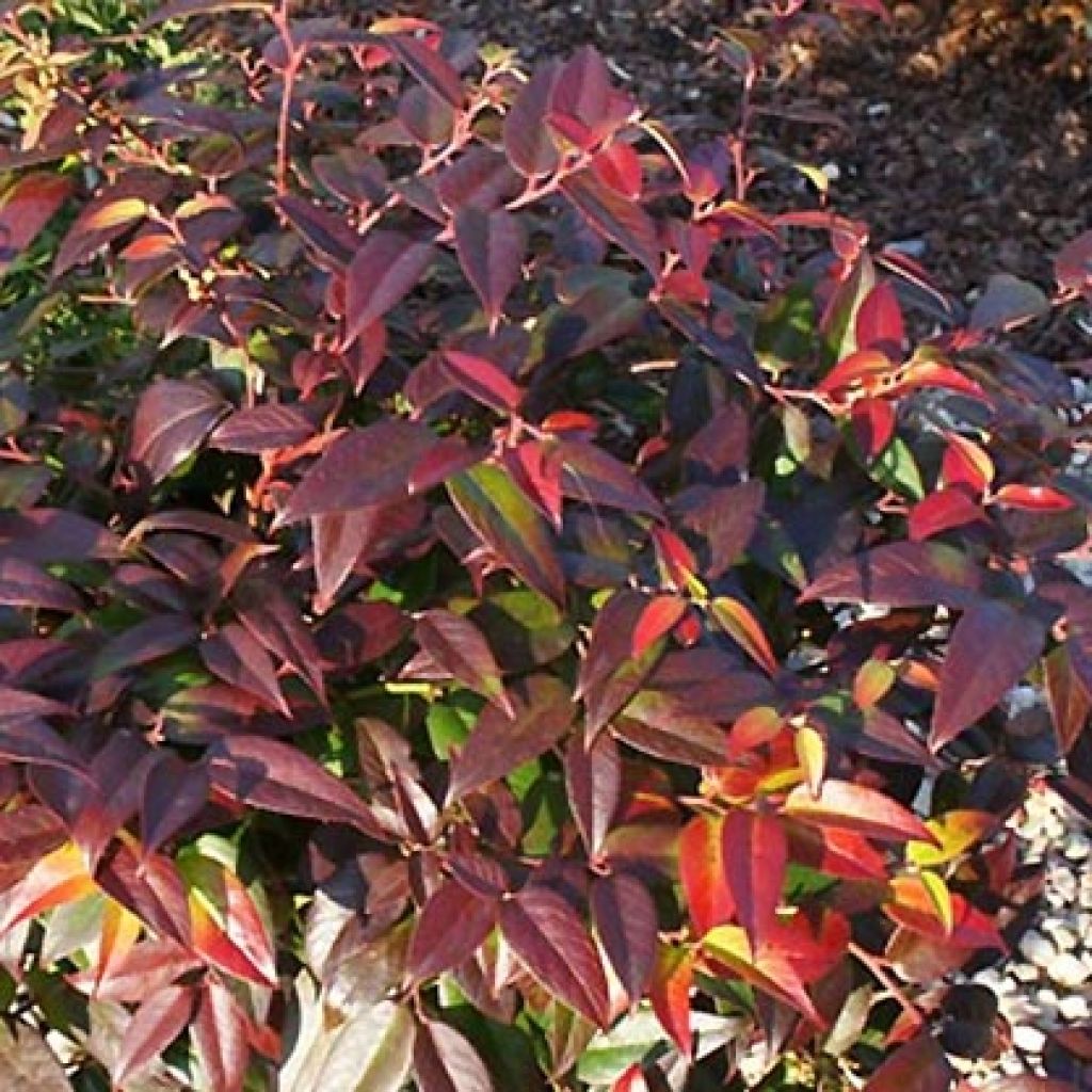 Leucothoe fontanesiana Zebonard