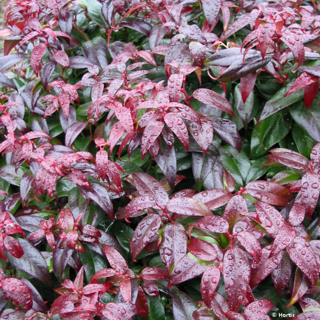 Leucothoe fontesiana Dark Diamond