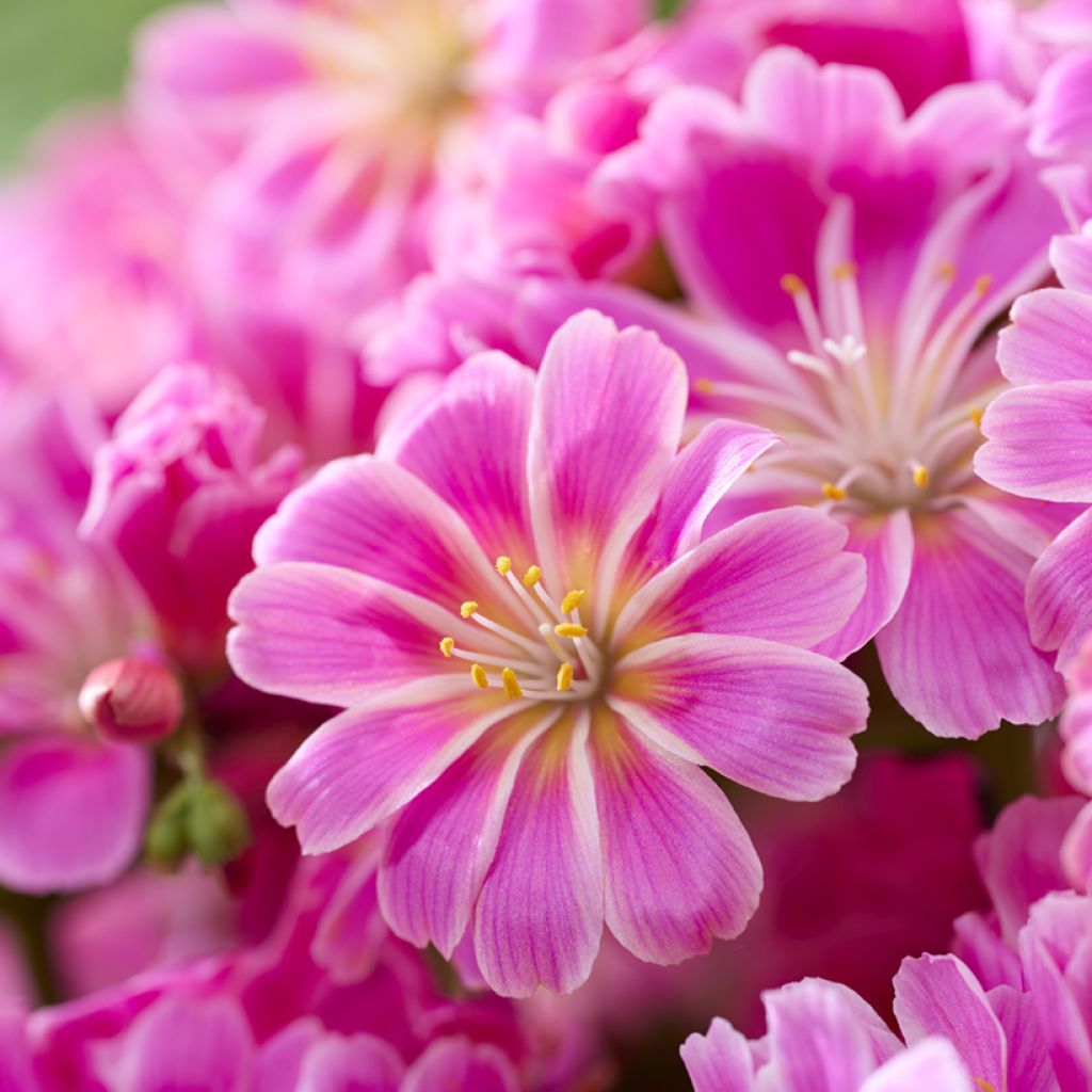 Lewisia cotyledon Safira Tropic Pink - Siskiyou Lewisia