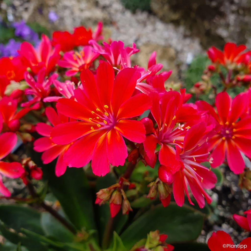 Lewisia cotyledon Sunset Glow® - Lewisia Marianne, Siskiyou Lewisia