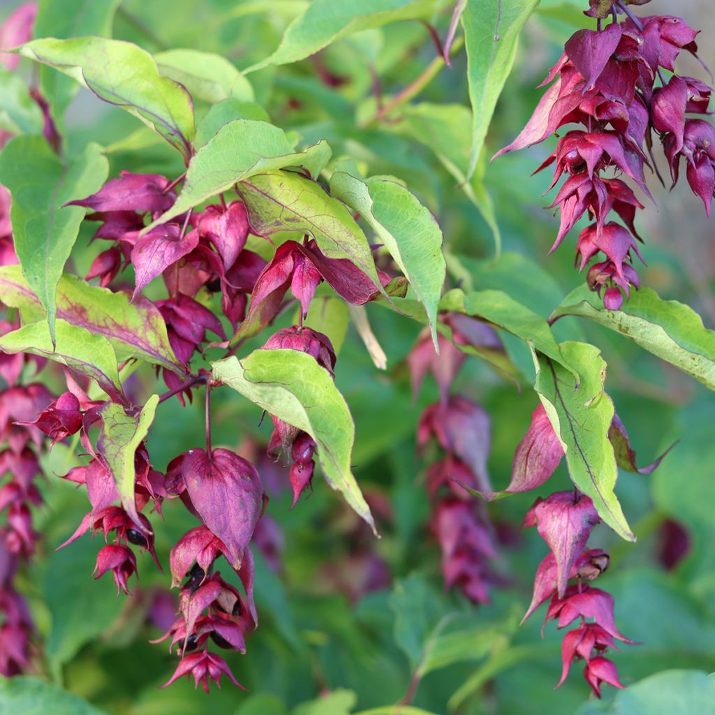 Leycesteria formosa seeds