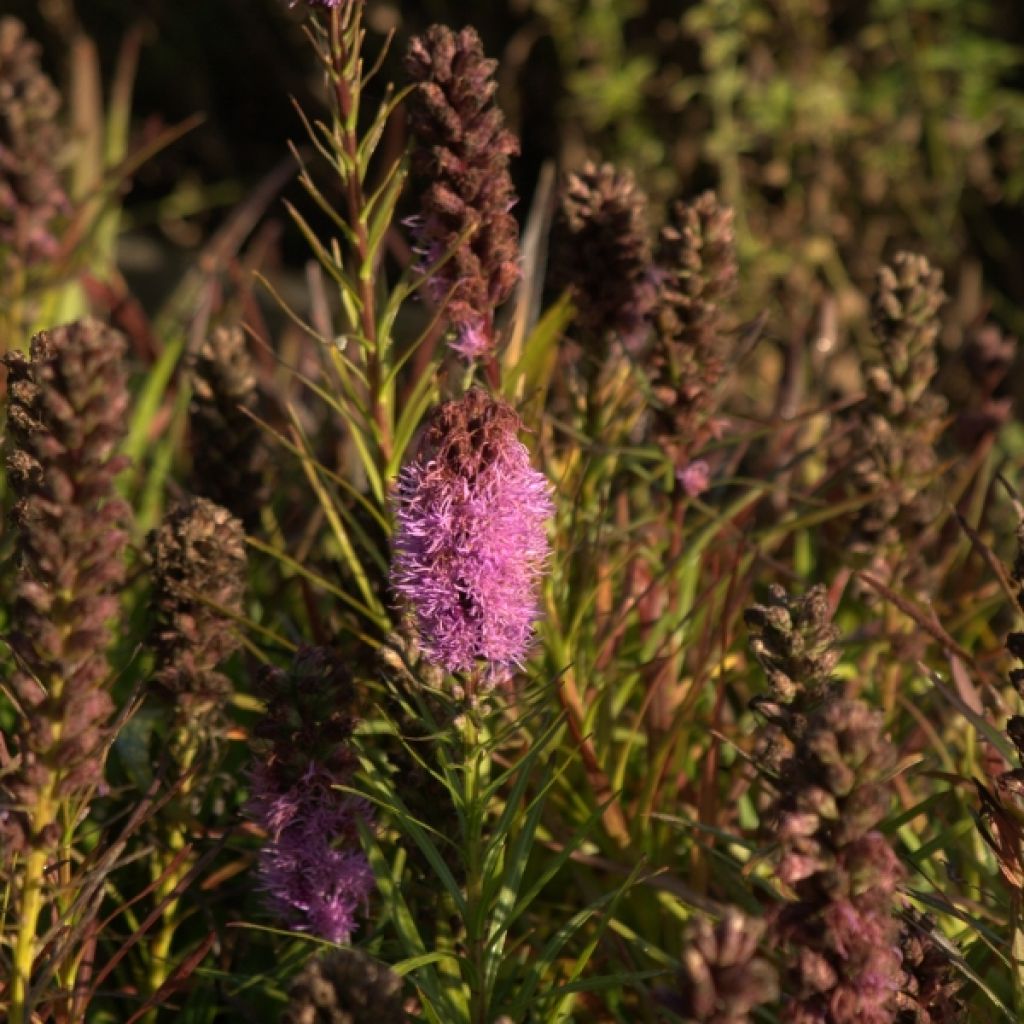 Liatris spicata Kobold - Dense Blazing star