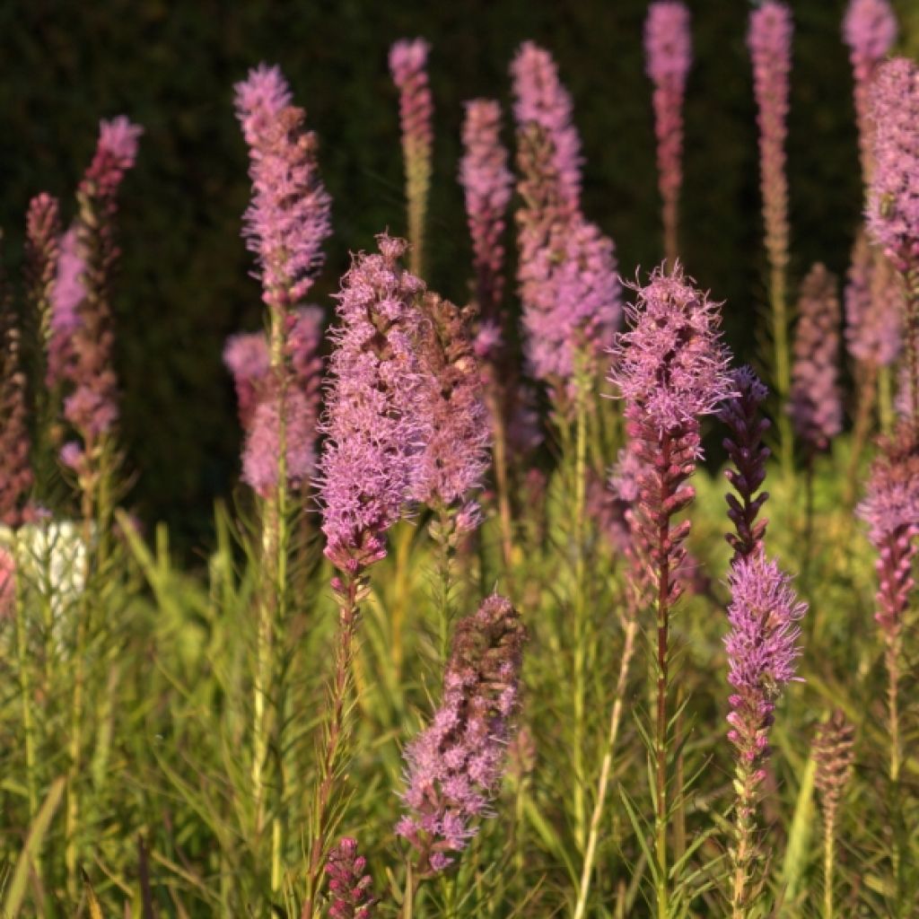 Liatris spicata Floristan Violet