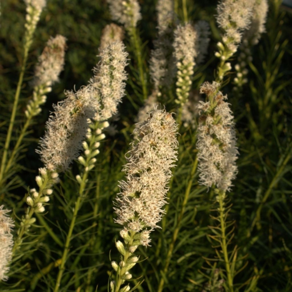 Liatris spicata Floristan White - Dense Blazing star