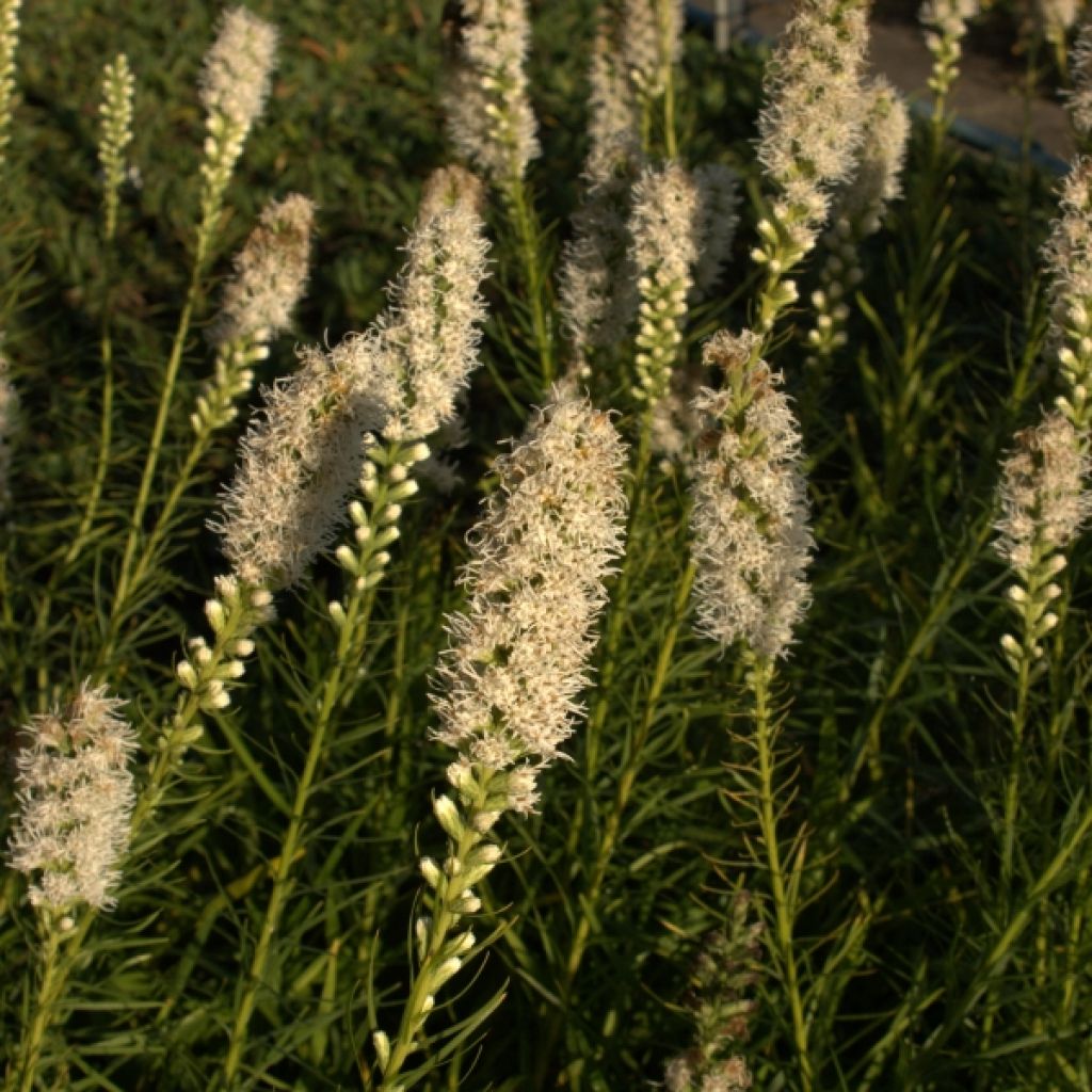 Liatris spicata Floristan White - Dense Blazing star