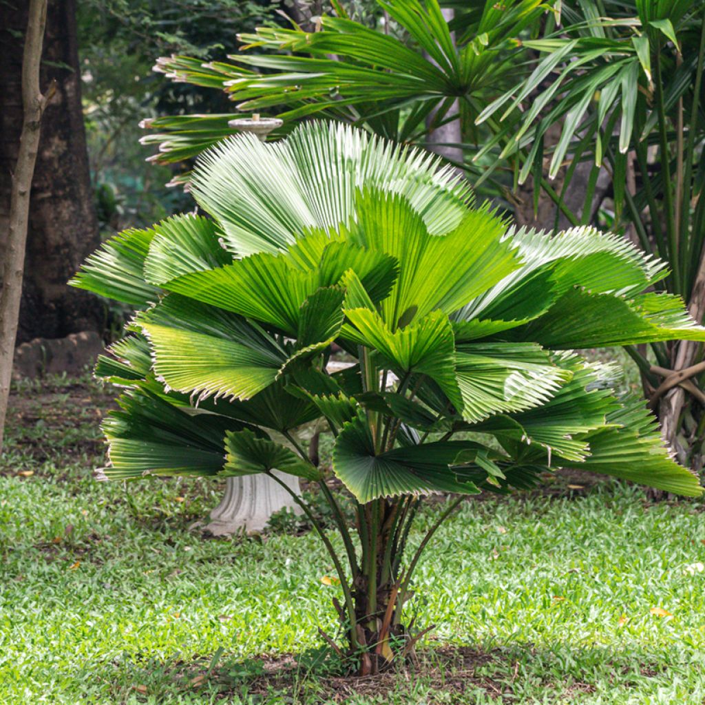 Licuala grandis - Ruffled Fan Palm