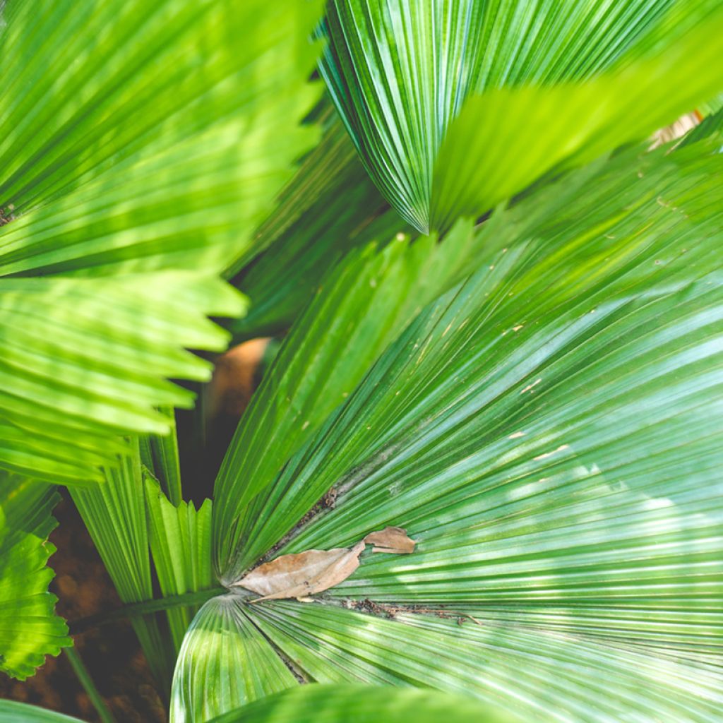 Licuala grandis - Ruffled Fan Palm