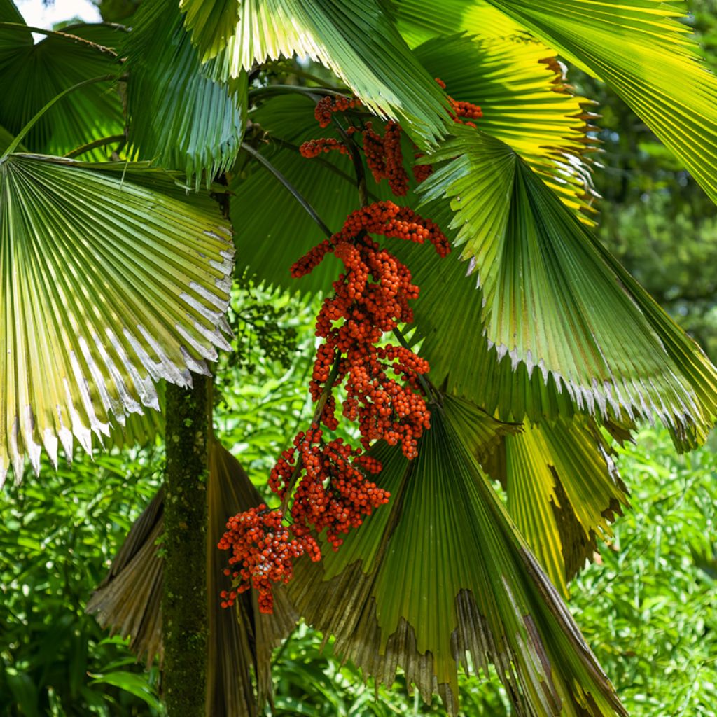 Licuala grandis - Ruffled Fan Palm