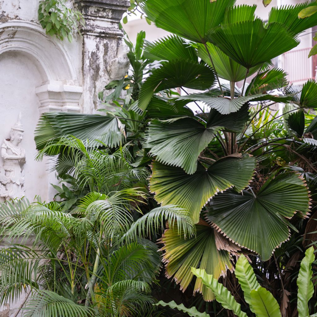 Licuala grandis - Ruffled Fan Palm