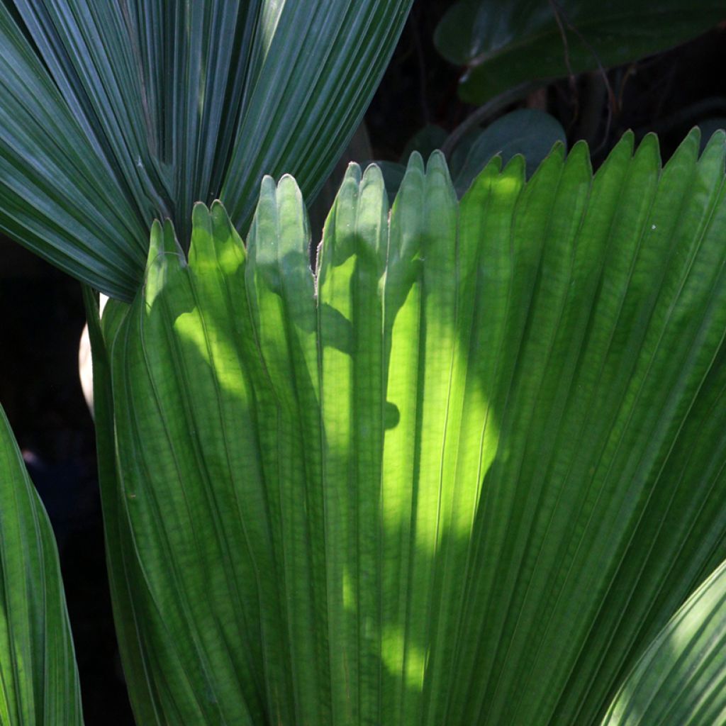 Licuala grandis - Ruffled Fan Palm