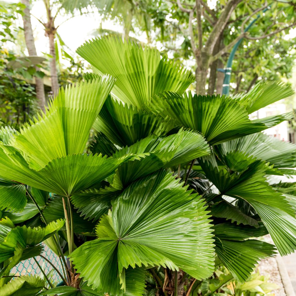 Licuala grandis - Ruffled Fan Palm
