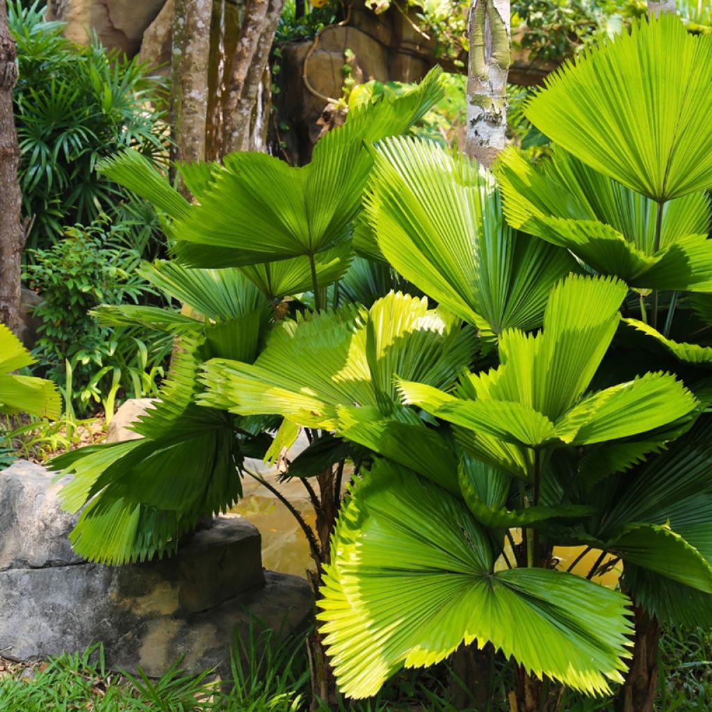 Licuala grandis - Ruffled Fan Palm