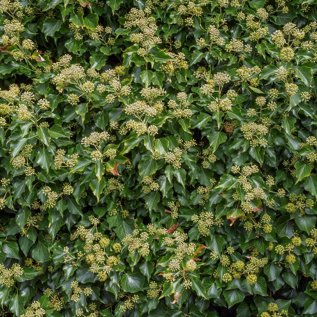 Hedera helix Arborescens - Tree ivy