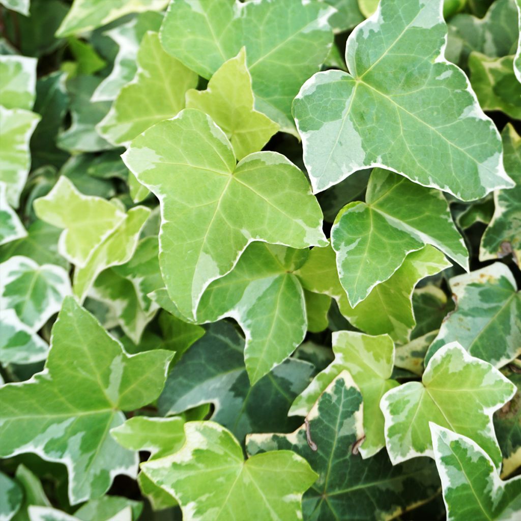 Hedera helix Eva - Common Ivy