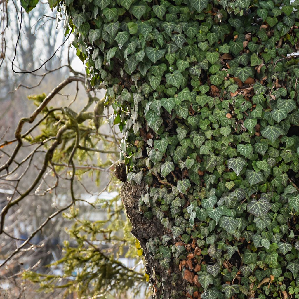 Hedera helix Woerner - Common Ivy