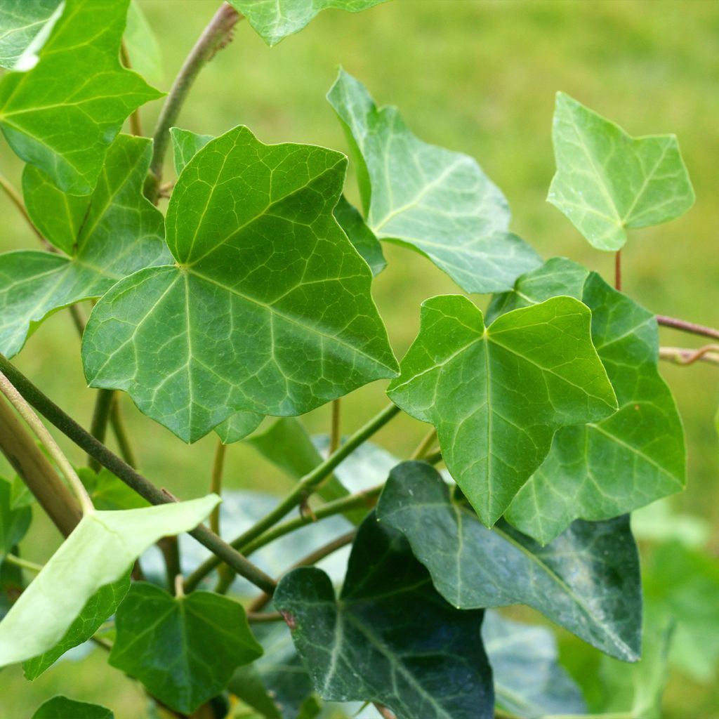 Hedera helix Woerner - Common Ivy