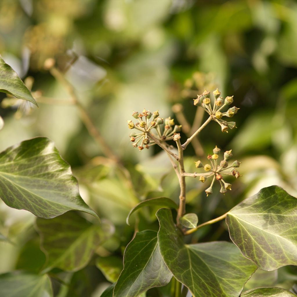 Hedera helix Woerner - Common Ivy