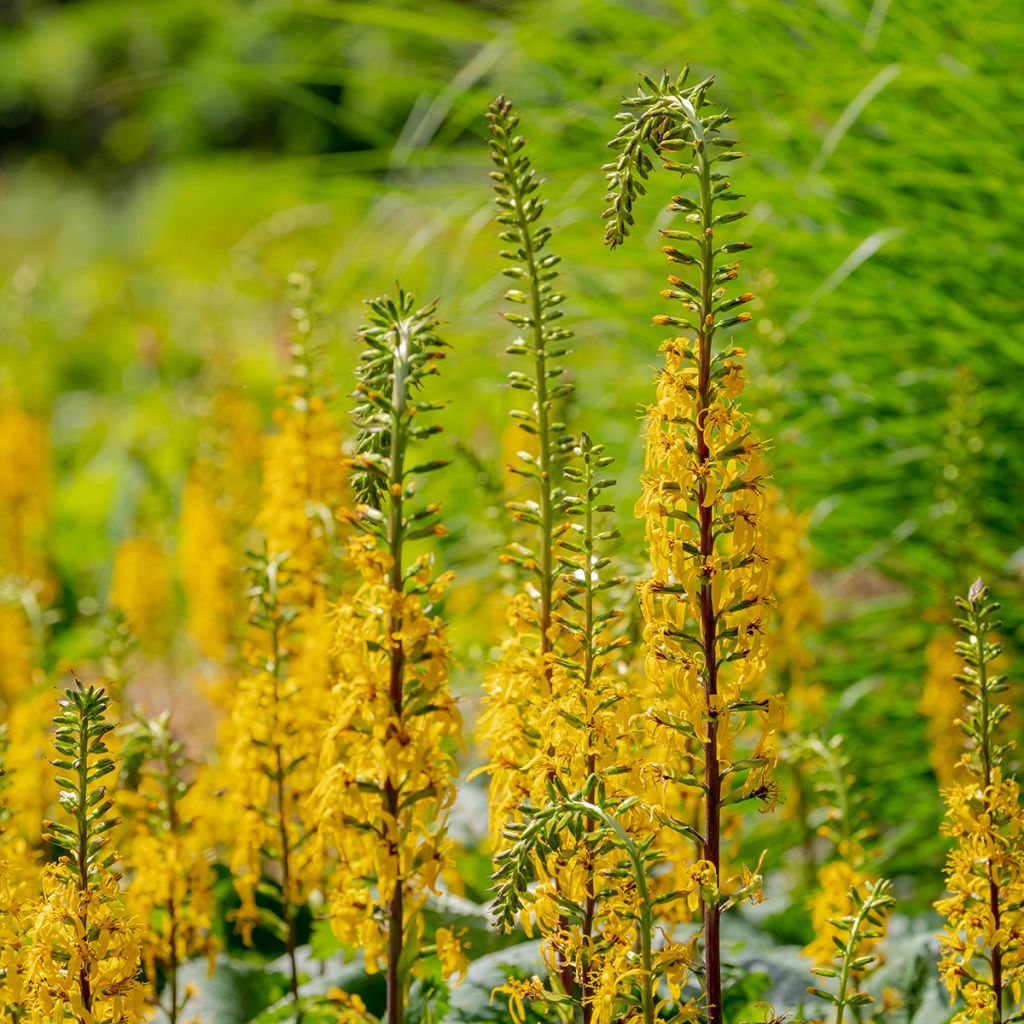 Ligularia przewalskii - Leopard Plant