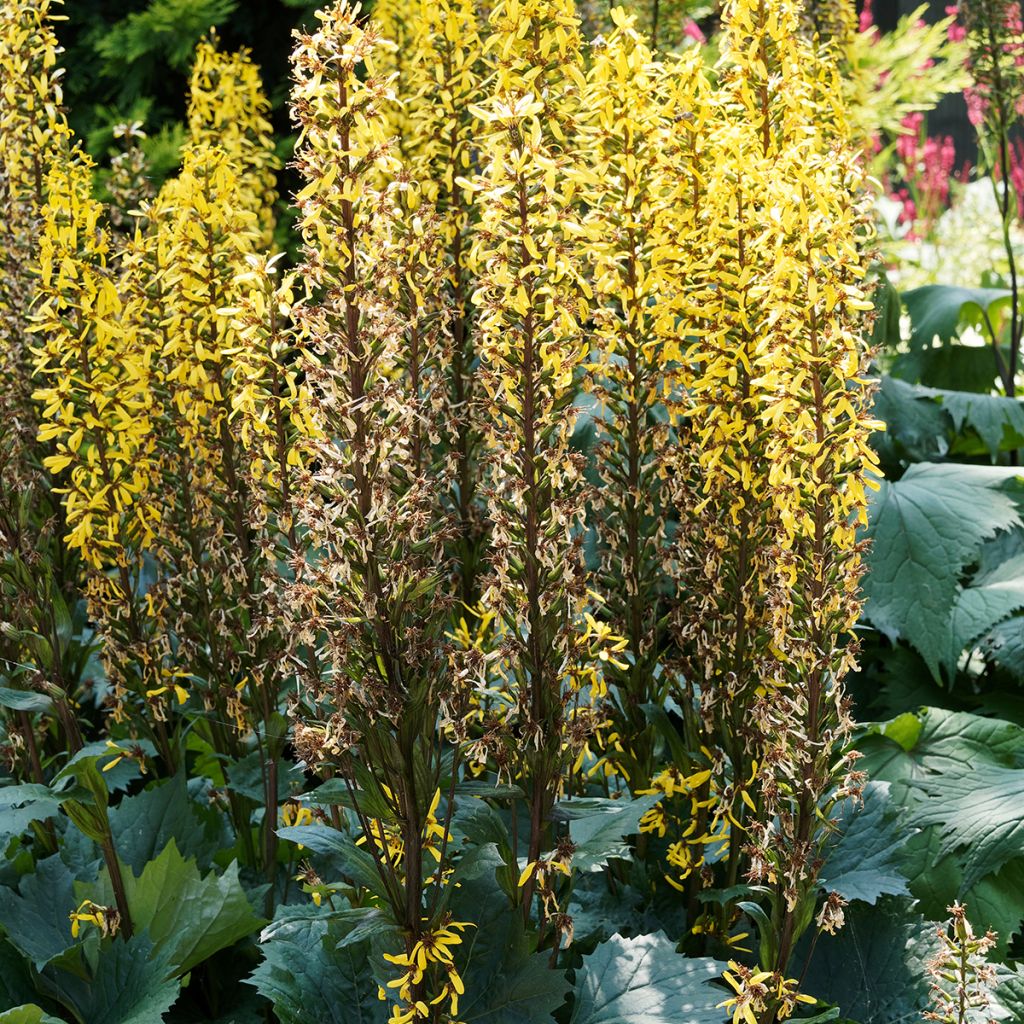 Ligularia stenocephala Little Rocket - Leopard Plant
