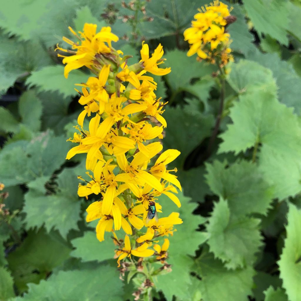 Ligularia stenocephala The Rocket - Leopard Plant