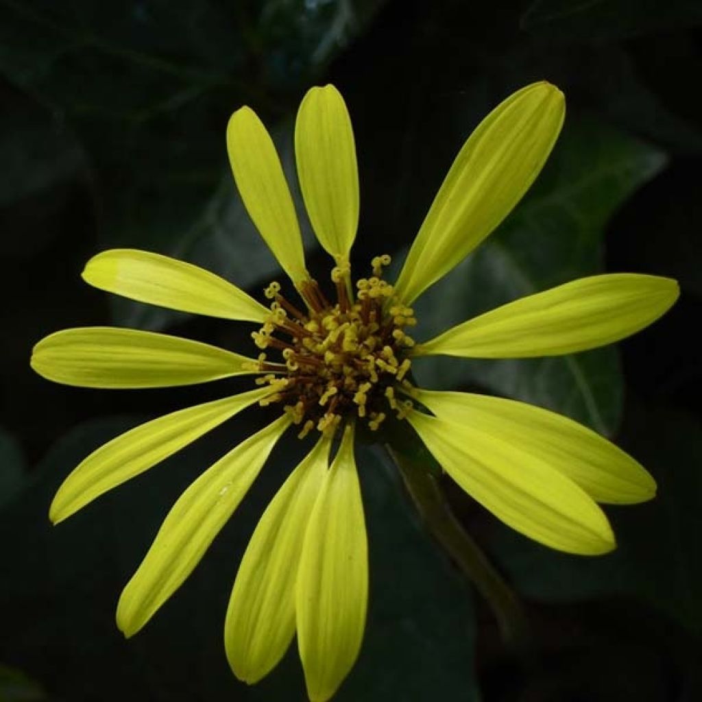 Ligularia Osiris Cafe Noir - Leopard Plant