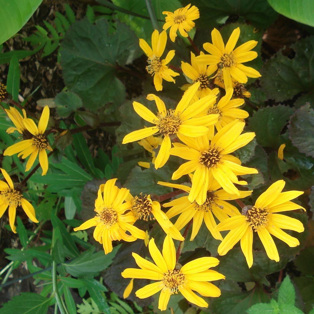 Ligularia Gregynog Gold - Leopard Plant