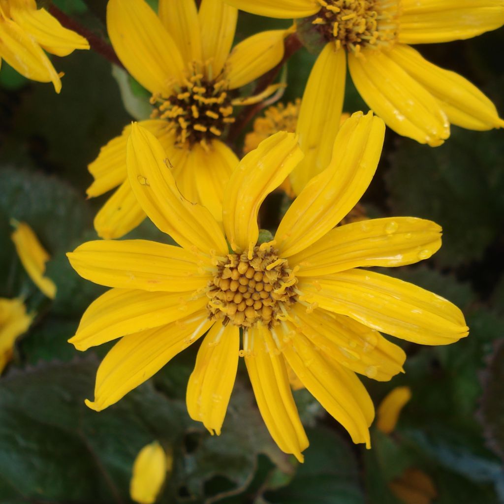 Ligularia Gregynog Gold - Leopard Plant