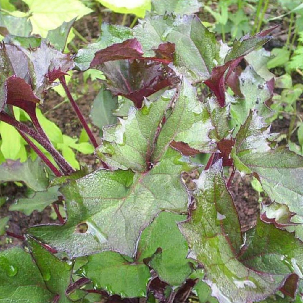 Ligularia Osiris Fantaisie - Leopard Plant