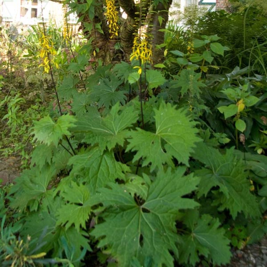 Ligularia przewalskii - Leopard Plant