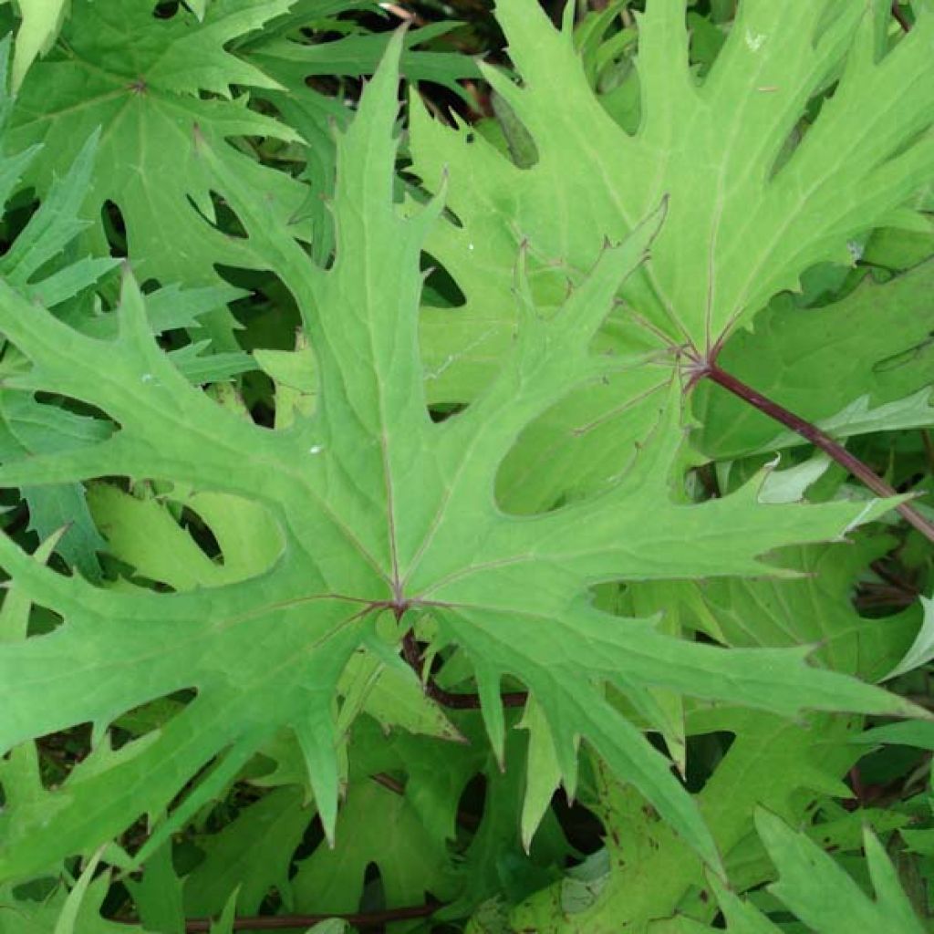Ligularia przewalskii - Leopard Plant