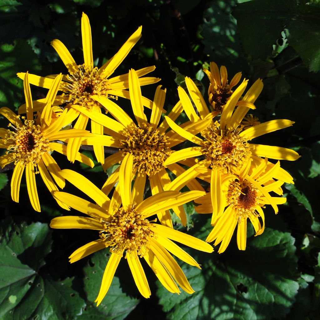 Ligularia dentata - Leopard Plant