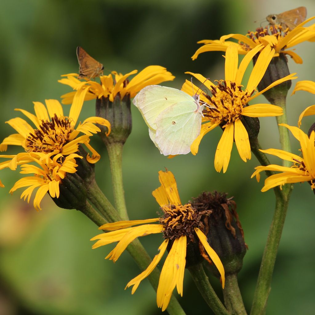 Ligularia dentata - Leopard Plant