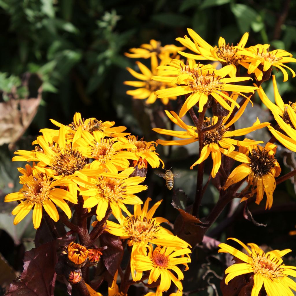 Ligularia dentata Britt-Marie Crawford - Leopard Plant