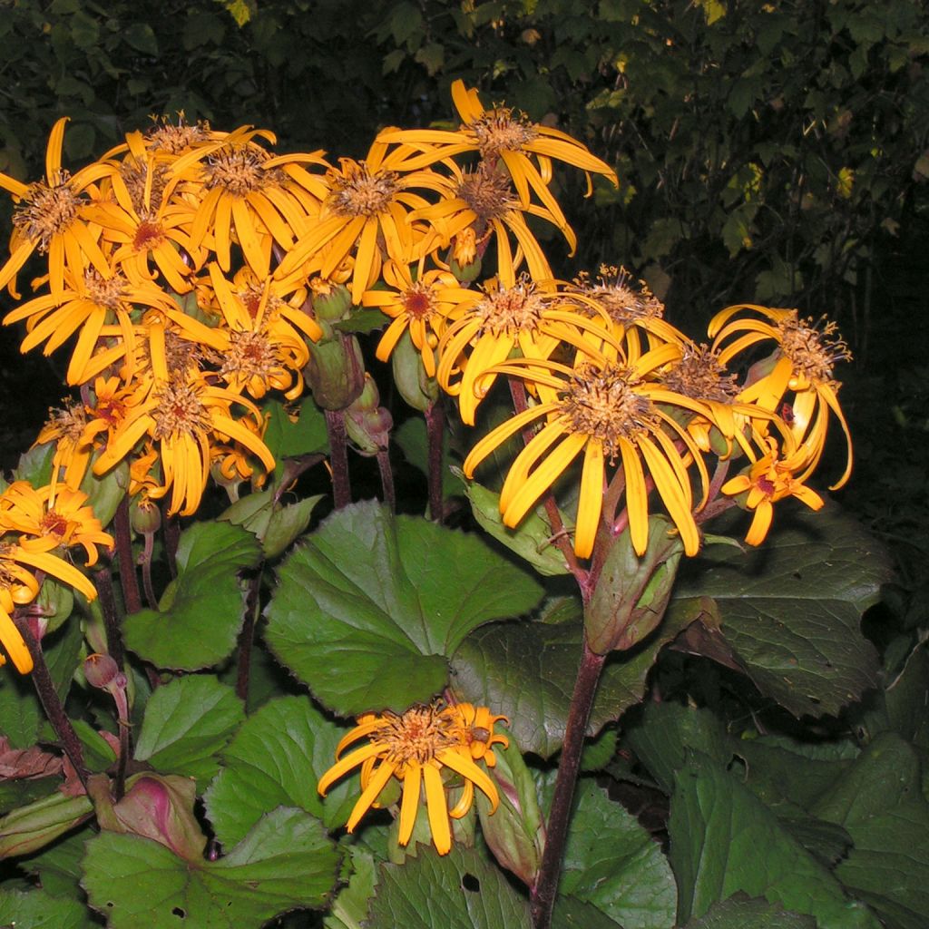 Ligularia dentata Desdemona - Leopard Plant