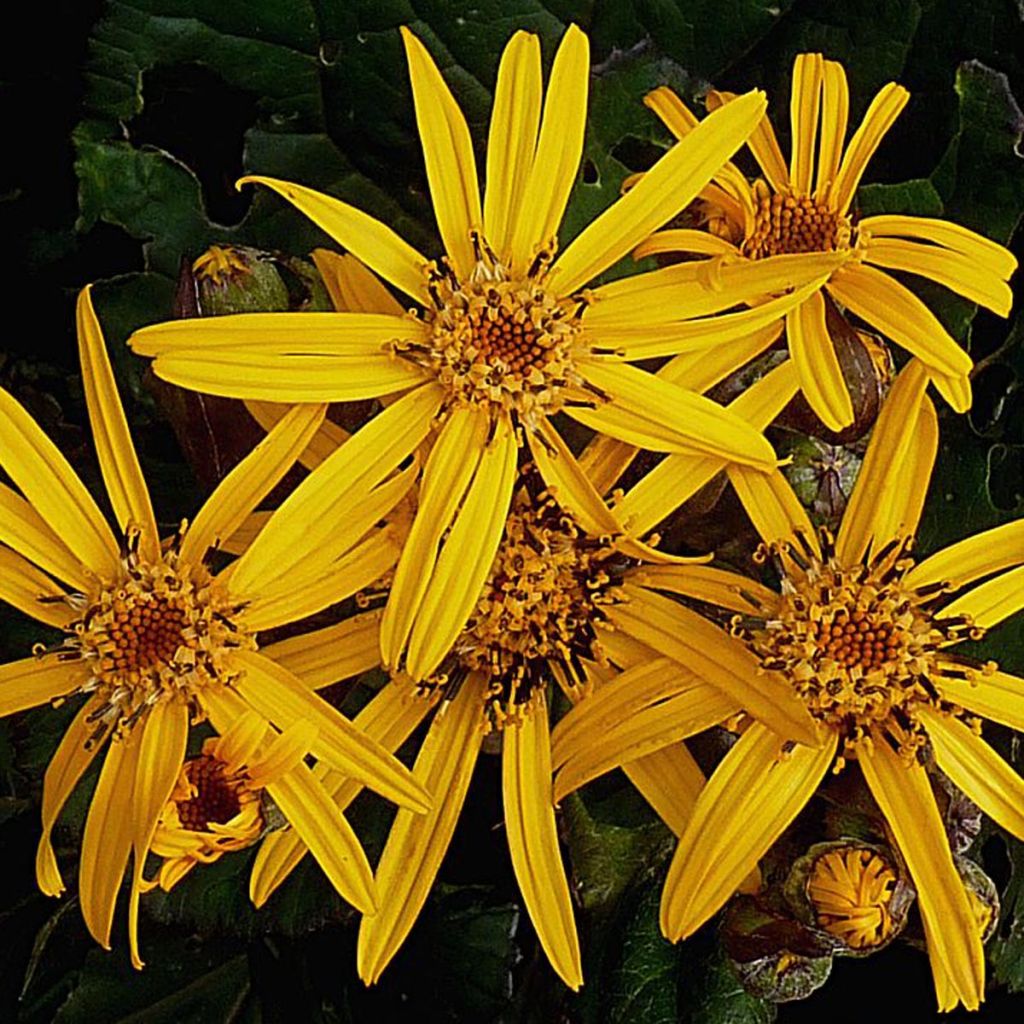 Ligularia dentata Desdemona - Leopard Plant