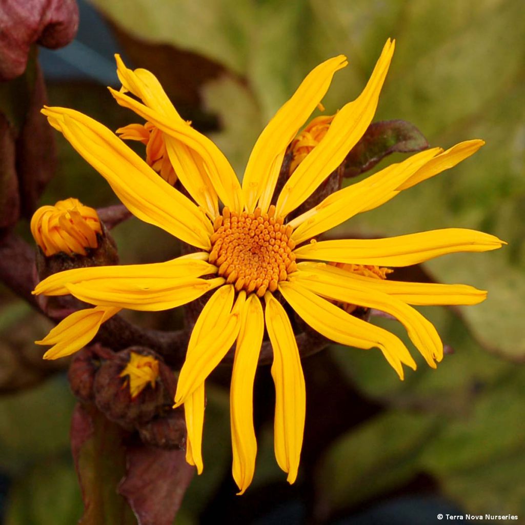 Ligularia dentata Garden Confetti - Leopard Plant