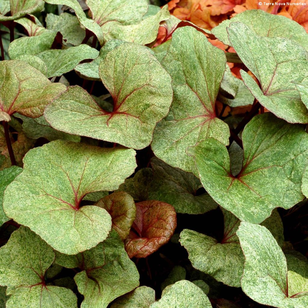 Ligularia dentata Garden Confetti - Leopard Plant