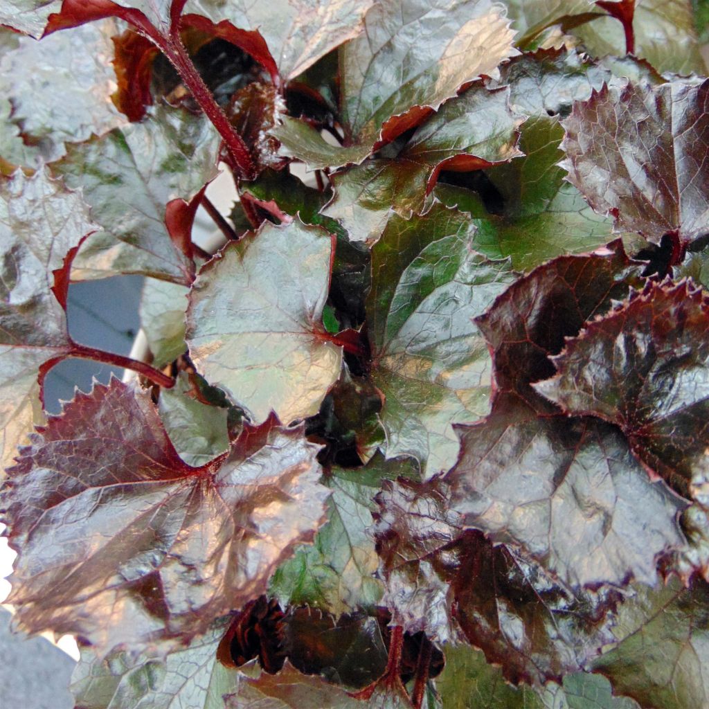 Ligularia dentata Pandora - Leopard Plant