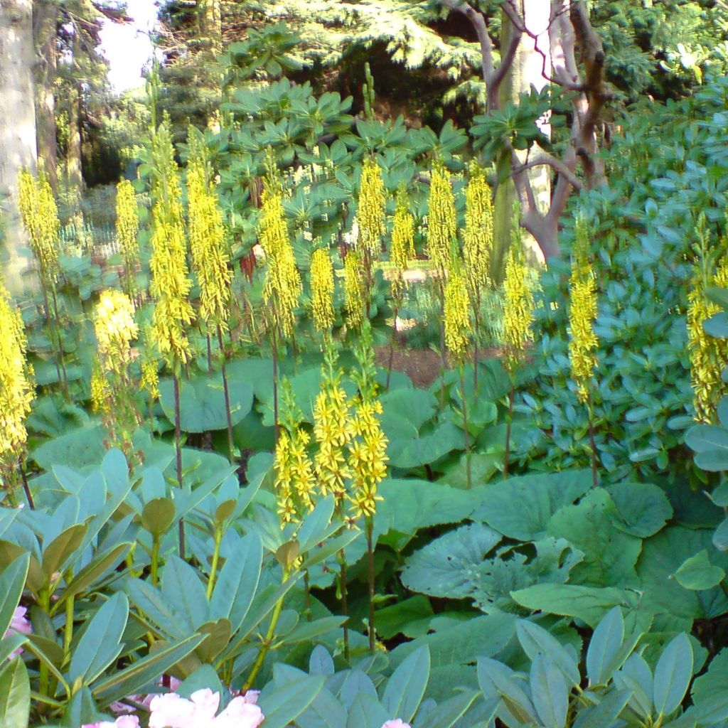 Ligularia fischeri - Leopard Plant
