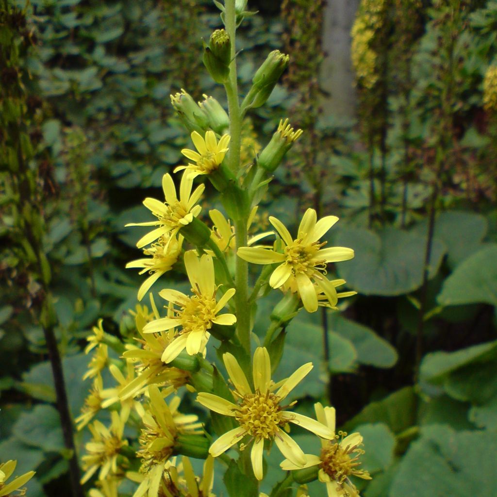 Ligularia fischeri - Leopard Plant